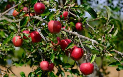 Planter les arbres de la bodhi